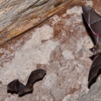 <i>Hipposideros speoris</i> Schneider, 1800